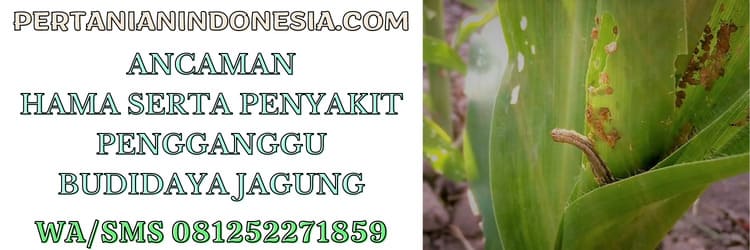 budidaya jagung,hama,penyakit,opt,gangguan